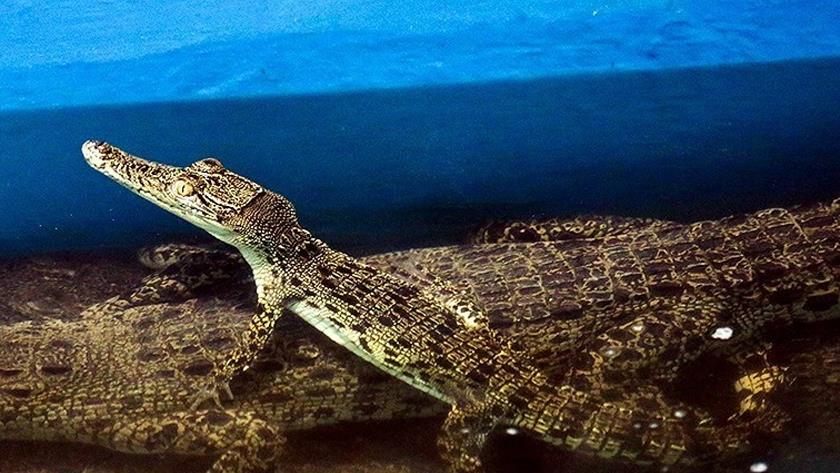 Iranpress: Crocodile farm; another reason to find Iran attractive