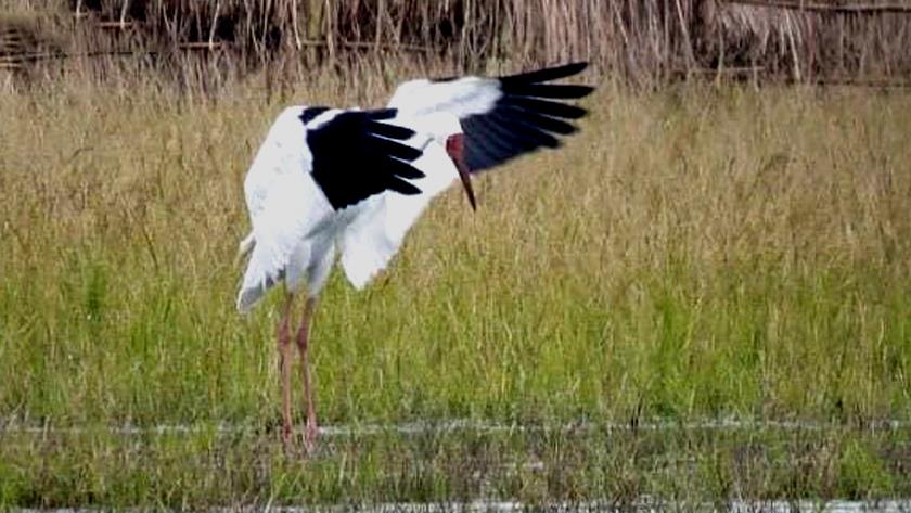 Iranpress:  Siberian crane returns to Iran