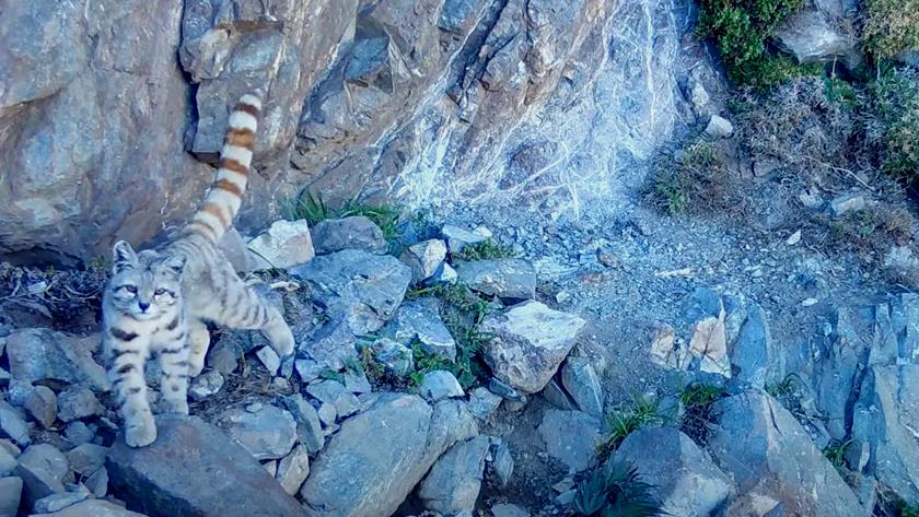 Iranpress: Almost extinct cat found in Americas