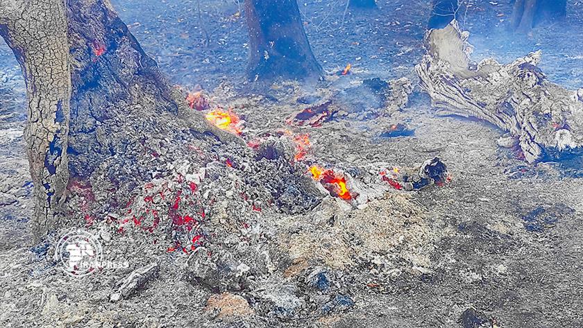 Iranpress: Efforts continue to put off fire in Golestan Forests