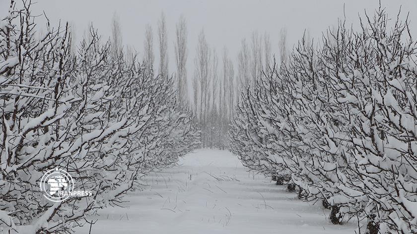 Iranpress: Silvana tourist area in Urmia covered in snow