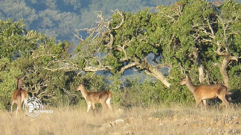 Iranpress: Golestan National Park ; beautiful tourist attraction in northeastern Iran