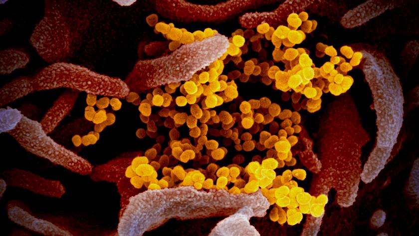 Iranpress: Omicron Subvariant BA.2 might be as dangerous as Delta, epidemic expert warns