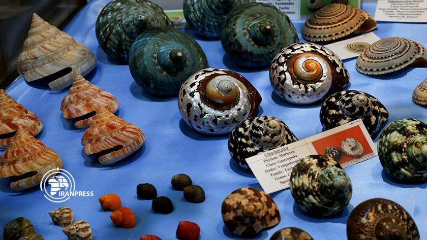 Iranpress: Isfahan Oyster Museum; unique manifestation of Iran