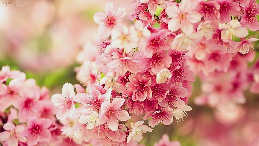 Iranpress: Beautiful Iranian traditions on Nowruz