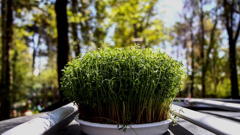 Iranpress: Iranians mark Nature’s Day at end of Nowruz holidays