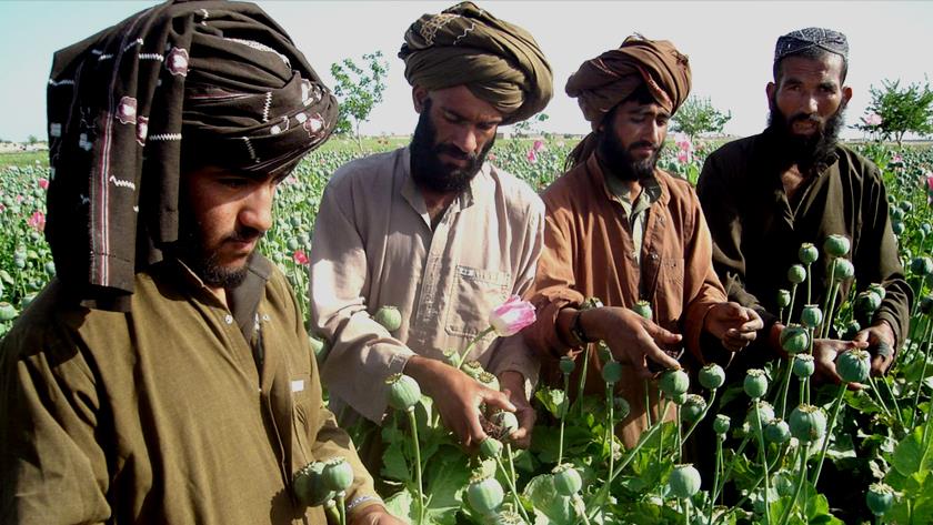 Iranpress: Iran welcomes reduction of narcotics production in Afghanistan