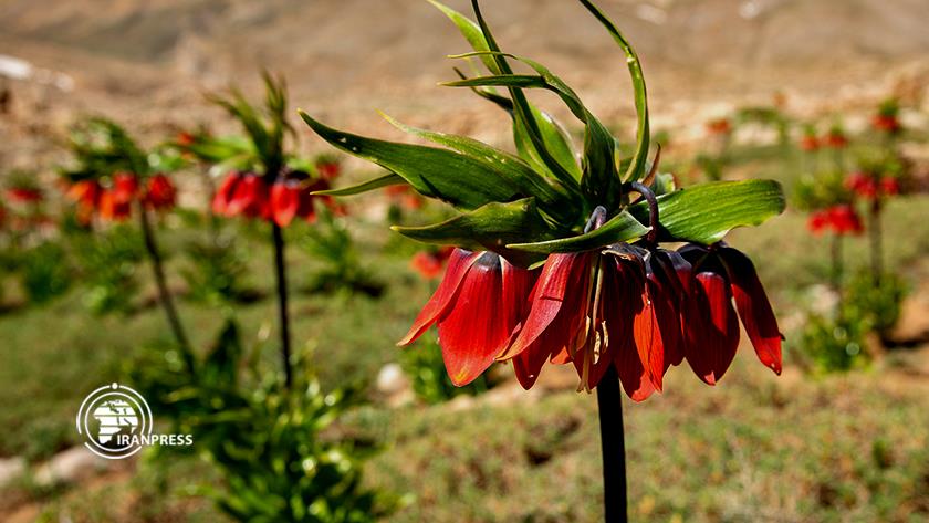 Iranpress: Sepidan; plain of overturned tulips in Iran