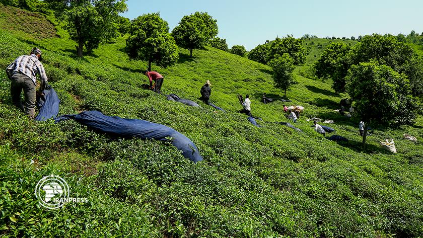 Iranpress: Amlash Tea Festival
