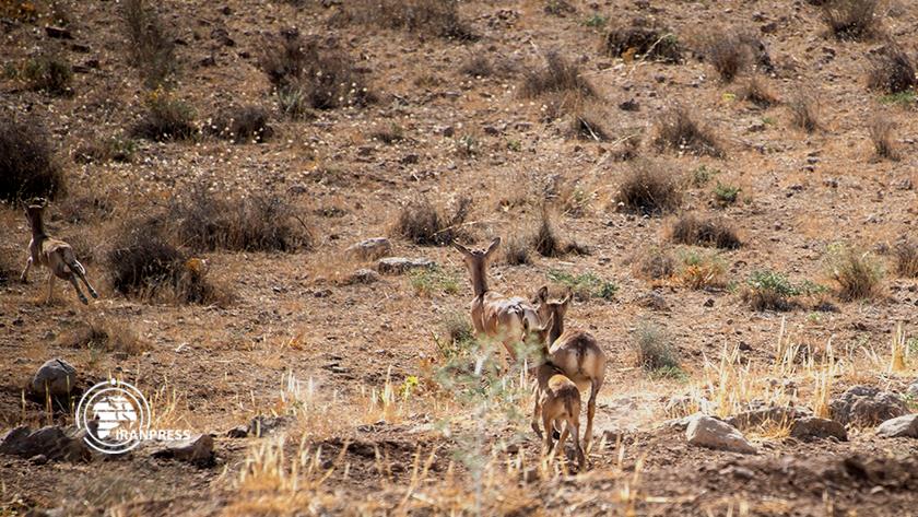 Iranpress: Bamou national park in southern Iran
