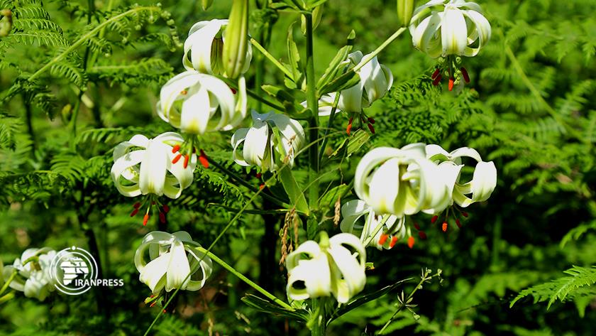 Iranpress: Susan Chelcheragh; rare flower blooms in northern Iran
