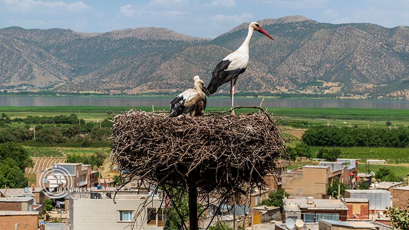 Iranpress: Stork city in western Iran with beautiful tourist attractions 