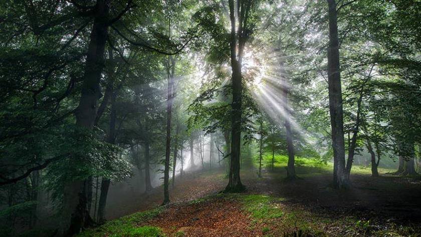 Iranpress: Hyrcanian forests; What Iran is known for