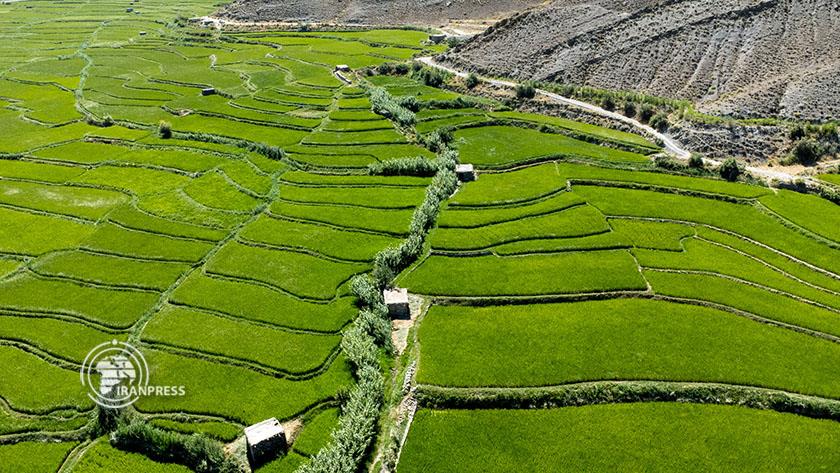 Iranpress: Stair paddies in Iran