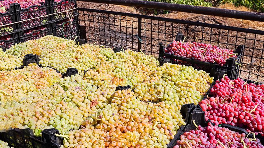 Iranpress: Iran N. Khorasan exports 3.6 k tons of agricultural products to neighbour