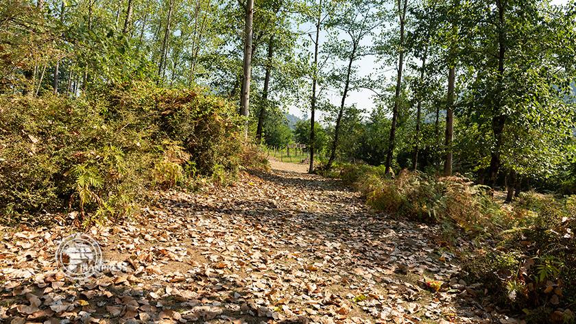 Iranpress: Watch Autumn