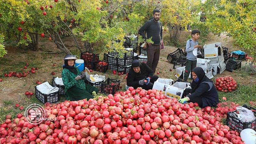 Iranpress: Pomegranate; Glory of red ruby among yellow leaves of autumn 