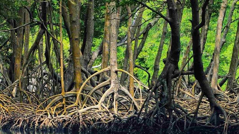 Iranpress: Hara forests; What Iran is known for
