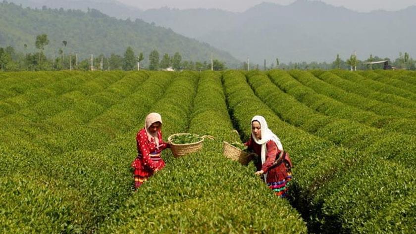 Iranpress: Iranian tea exports increase by 32%
