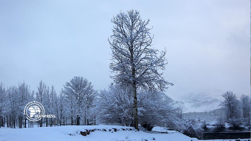Iranpress: Isfahan; Beautiful snowfall in Mobarakeh