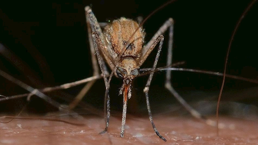 Iranpress: Potentially deadly virus emerges in Australia: Reports