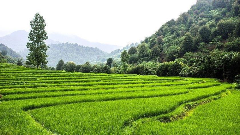 Iranpress: Rice; What Iran is known for