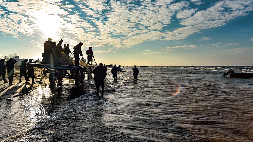 Iranpress: Bony fish catching underway in northern Iran