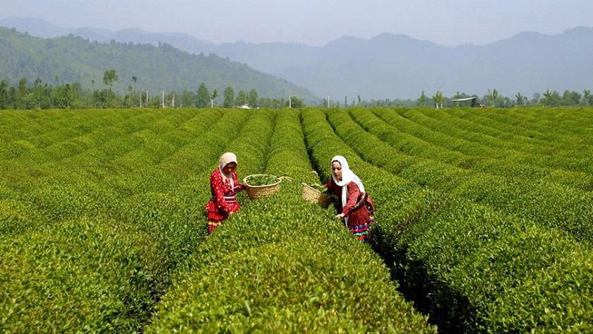 Iranpress: Persian Tea; What Iran is known for