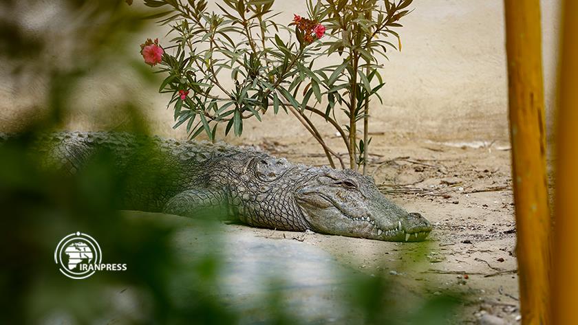 Iranpress: Gando Farm; Chabahar tourism attraction