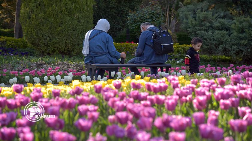 Iranpress: Colorful tulip flowers show off in Karaj fest. 