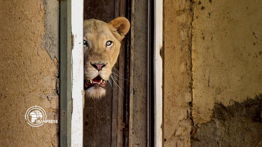Iranpress: Karaj Park crowned with 4 white African lion cubs