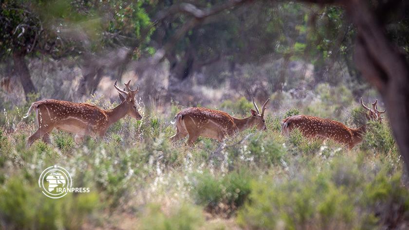 Iranpress: Revival of Iranian yellow deer ;One of world