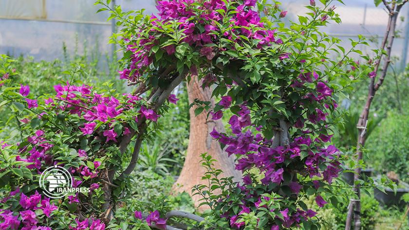 Iranpress: Mahallat; Iran