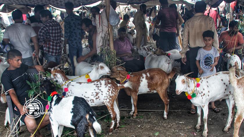 Iranpress: Eid al-Adha; revival of sacrificing tradition