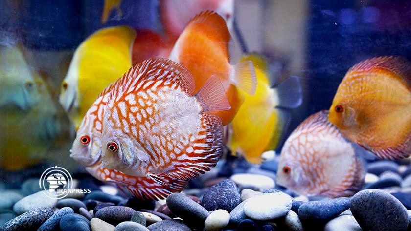 Iranpress: Tehran hosts National Aquarium Industry Exhibition
