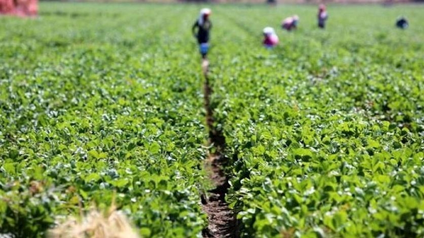 Iranpress: Isfahan exports $225 million of agricultural products