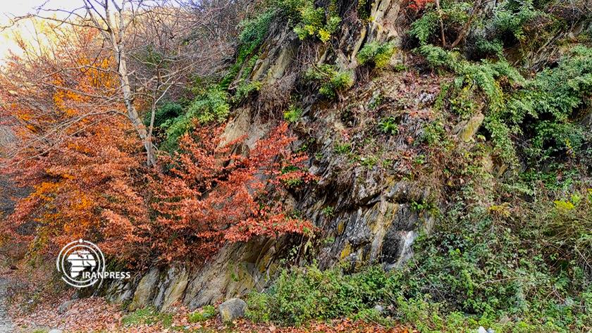 Iranpress: Iran Naharkhoran Forest Park; home to colored trees in winter season