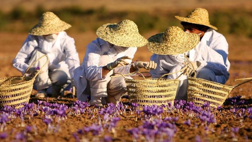 Iranpress: Iran Exports 25 Tons of Saffron Worth Over $22 Million in Two Months