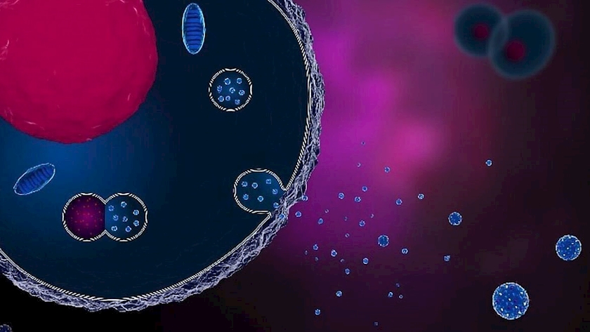 Iranpress: Iranian Researchers Introduce Novel Treatment for Bone Repair 
