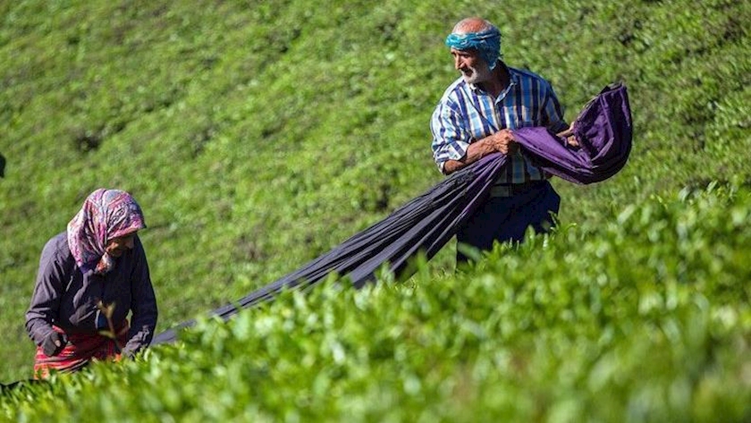 Iranpress: Iran’s Spring Tea Harvest Begins in Gilan, Mazandaran 