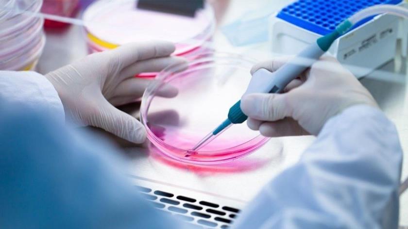 Iranpress: Royan Institute Reports Breakthrough in Treating Neurological Diseases