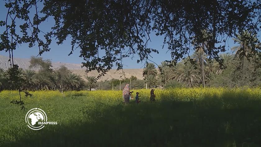 Iranpress: Hormozgan’s Agriculture Blossoms With Mango Harvests and Greenhouse Vegetable Growth