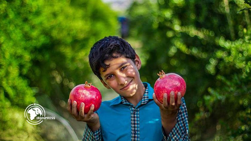 Iranpress: The Red Rubies of Eij