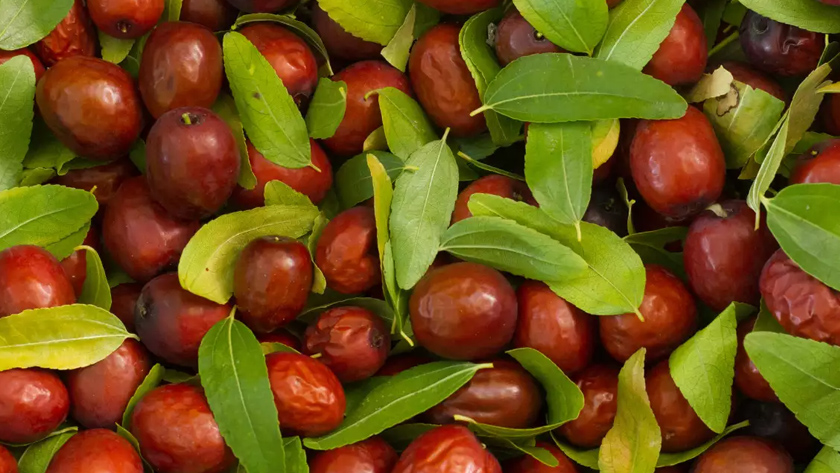 Iranpress: Jujube,  le traitement de l