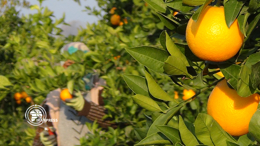 Iranpress: Environ 100 milles tonnes d