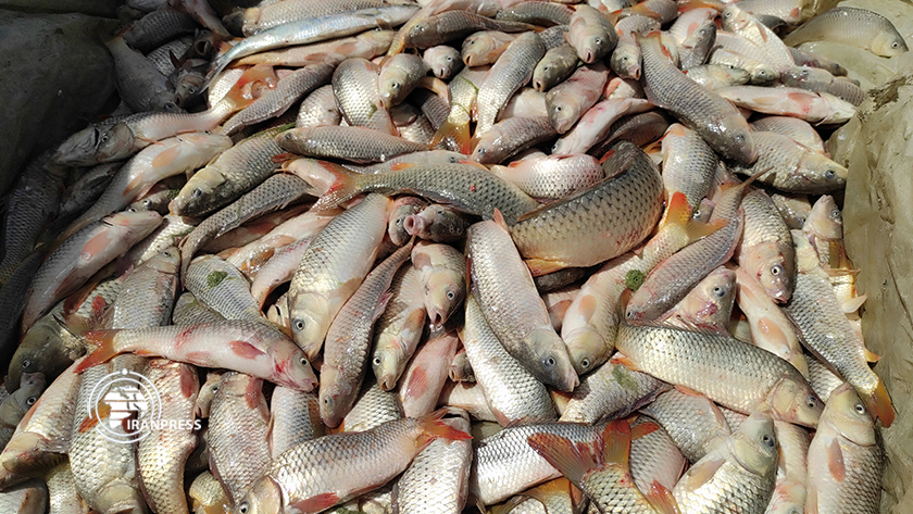 Iranpress: La pêche sur les rives de la province du Golestan en Iran a été étendue