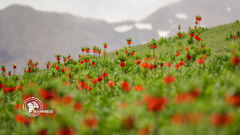Iranpress: Plaine de tulipes renversées de Koohrang dans le Zagros en Iran