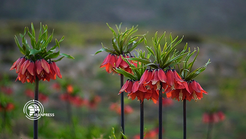Iranpress: Morpiseh ؛ Plaine de tulipes renversées