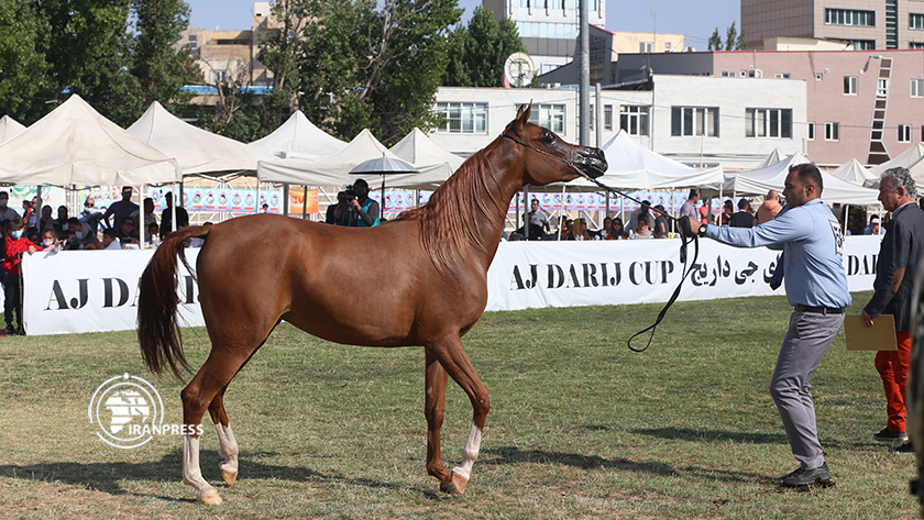 Iranpress: Festival du cheval arabe à Ardabil, au nord-ouest de l