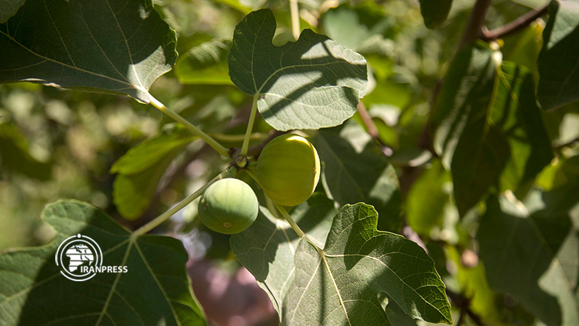 Iranpress: Zone touristique du Rijab; Pôle de production de figues avec capacité d